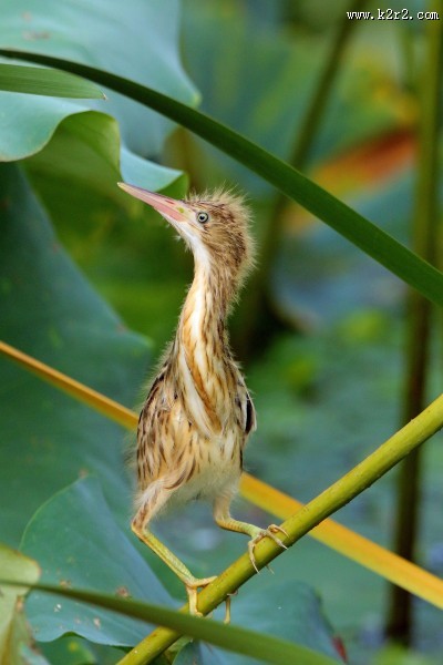 黄苇鳽幼鸟图片大全