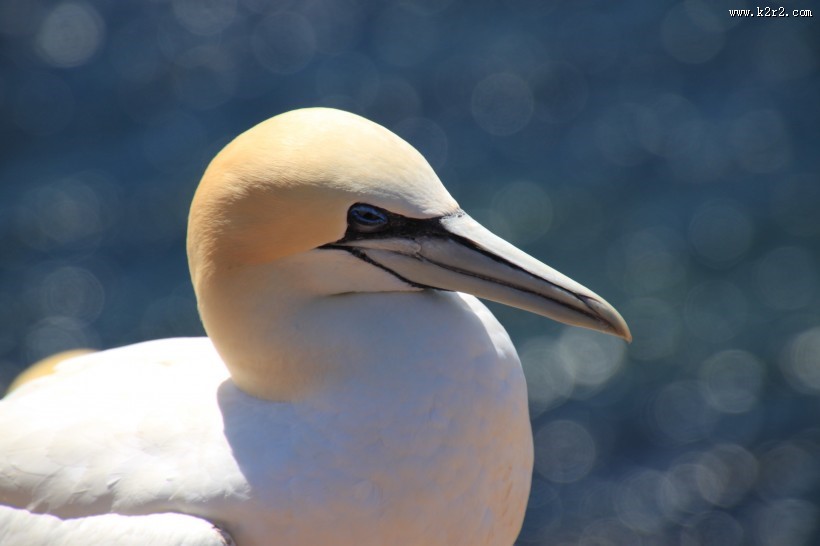 “多情鸟”北方塘鹅图片