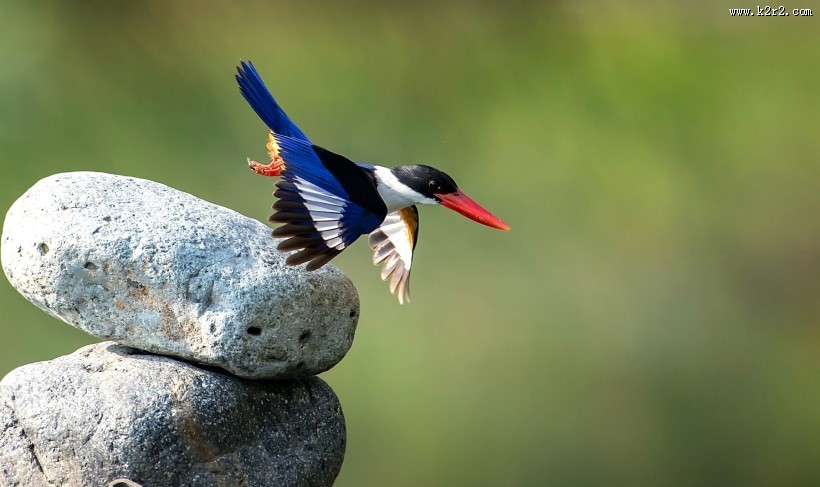 蓝翡翠图片大全