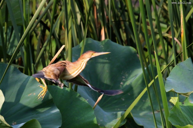 黄苇鳽的飞姿图片
