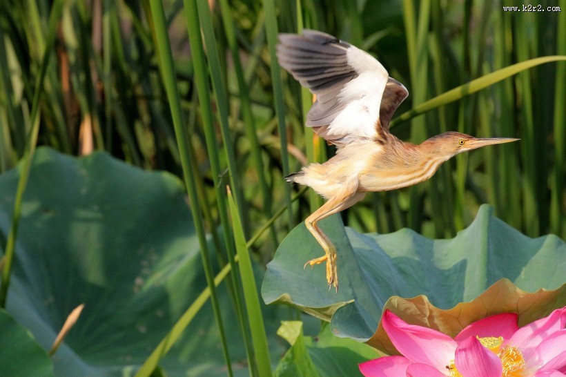 黄苇鳽的飞姿图片