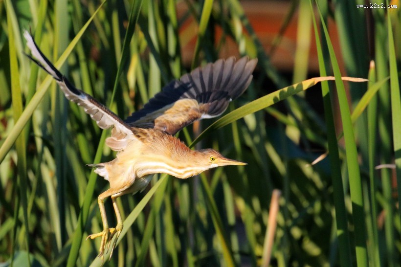 黄苇鳽的飞姿图片