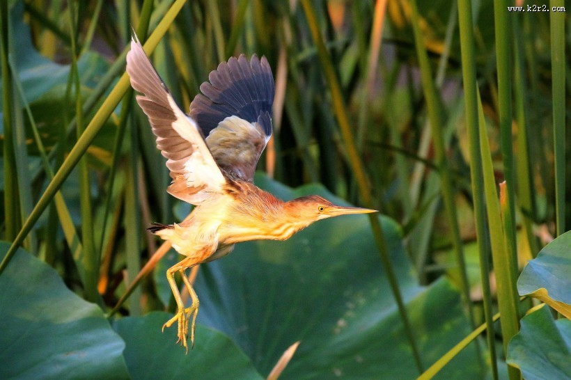 黄苇鳽的飞姿图片