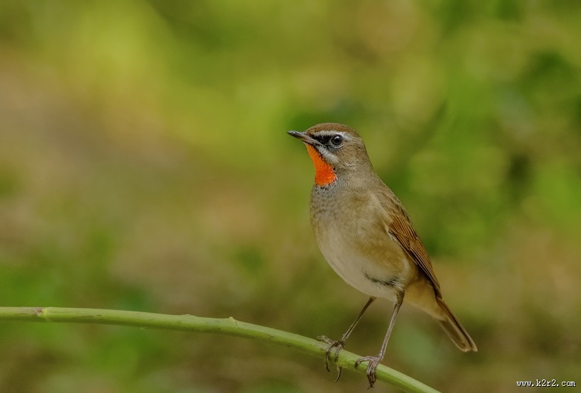 红点颏鸟类图片大全