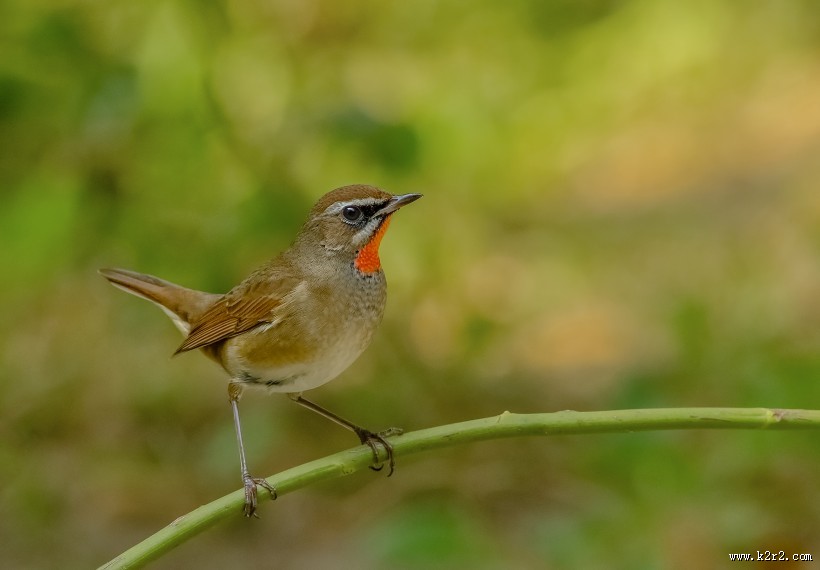 红点颏鸟类图片大全