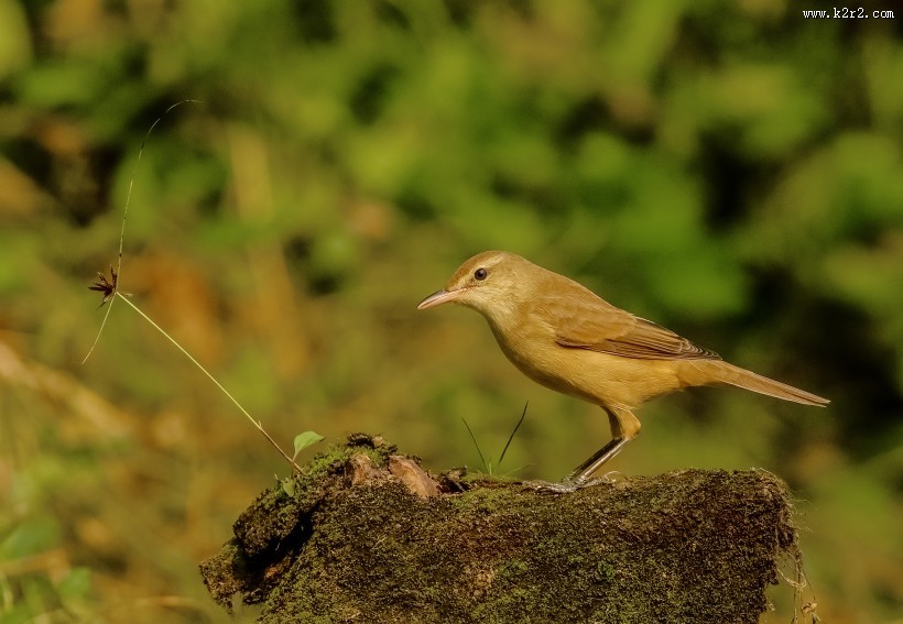 大苇莺图片大全