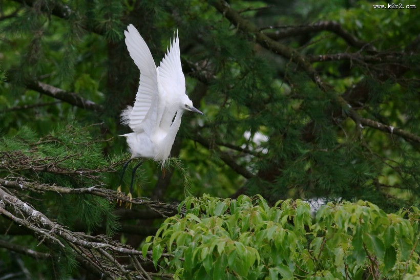 树上的白鹭图片