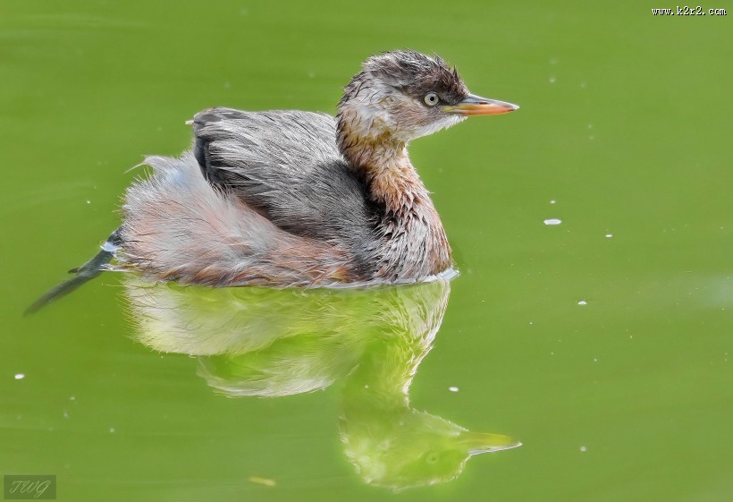 戏水的小??图片