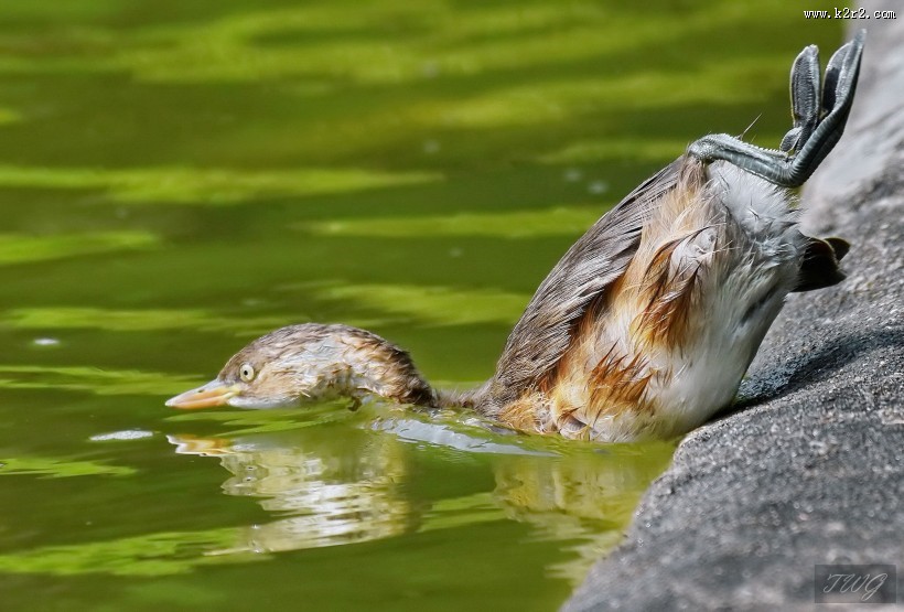 戏水的小??图片