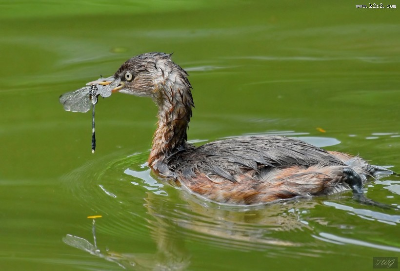 戏水的小??图片