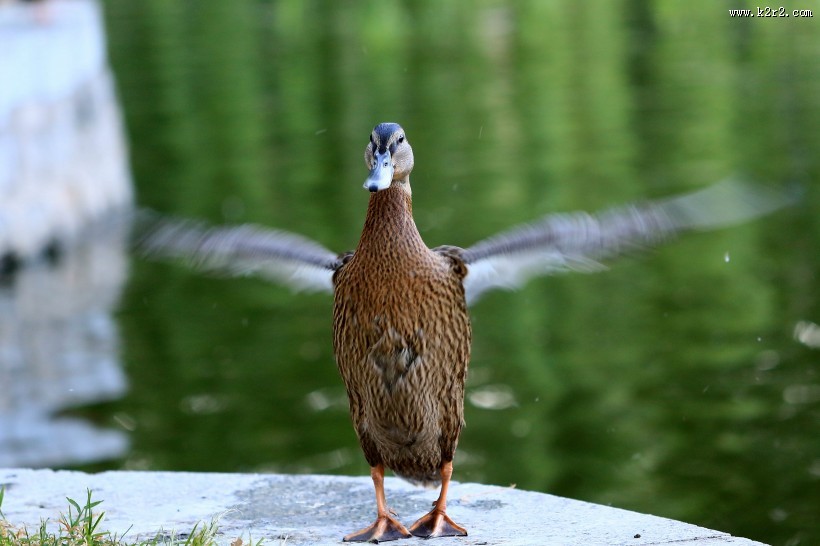 大绿头野鸭图片大全