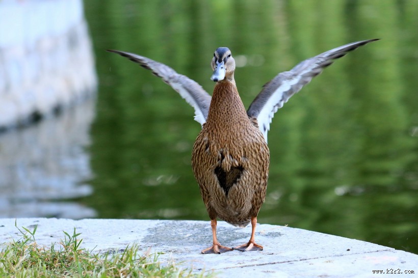 大绿头野鸭图片大全