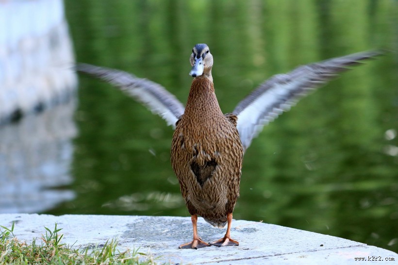 大绿头野鸭图片大全