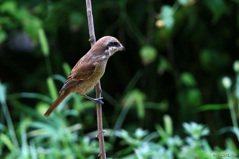 红尾伯劳图片大全