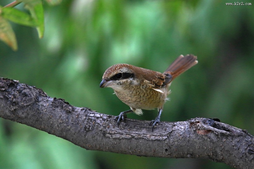 红尾伯劳图片大全