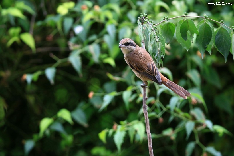 红尾伯劳图片大全