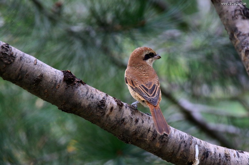 红尾伯劳图片大全