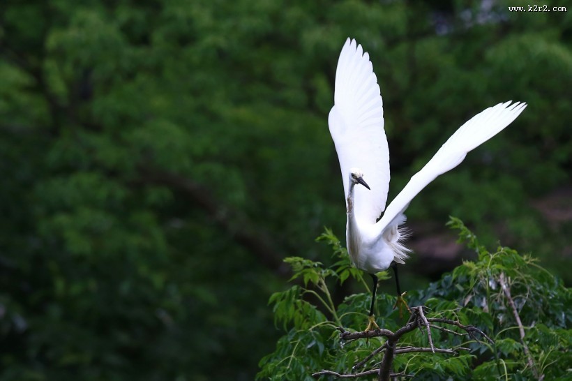 树上的白鹭图片大全