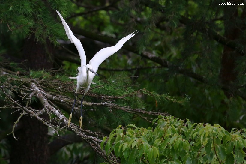 树上的白鹭图片大全
