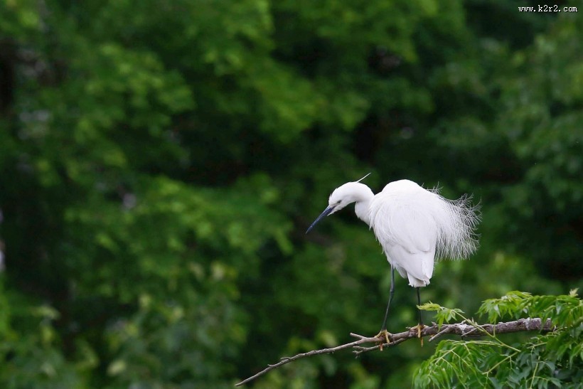 树上的白鹭图片大全