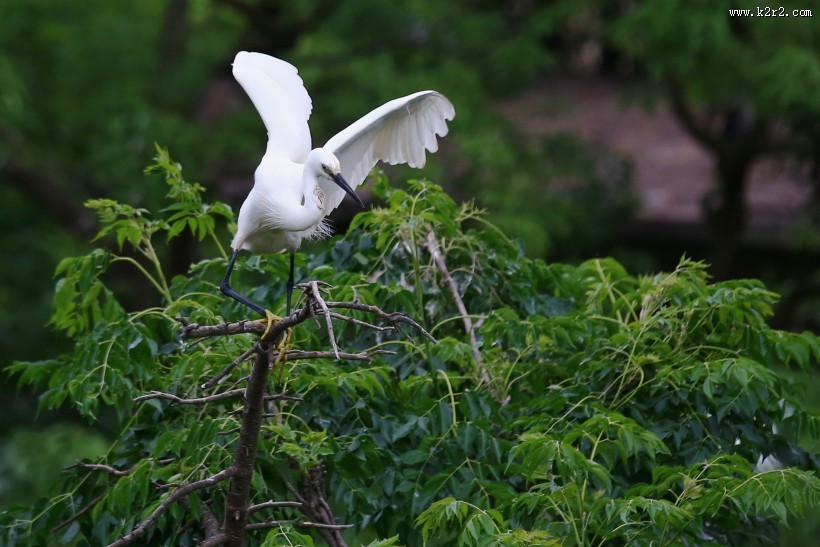 树上的白鹭图片大全