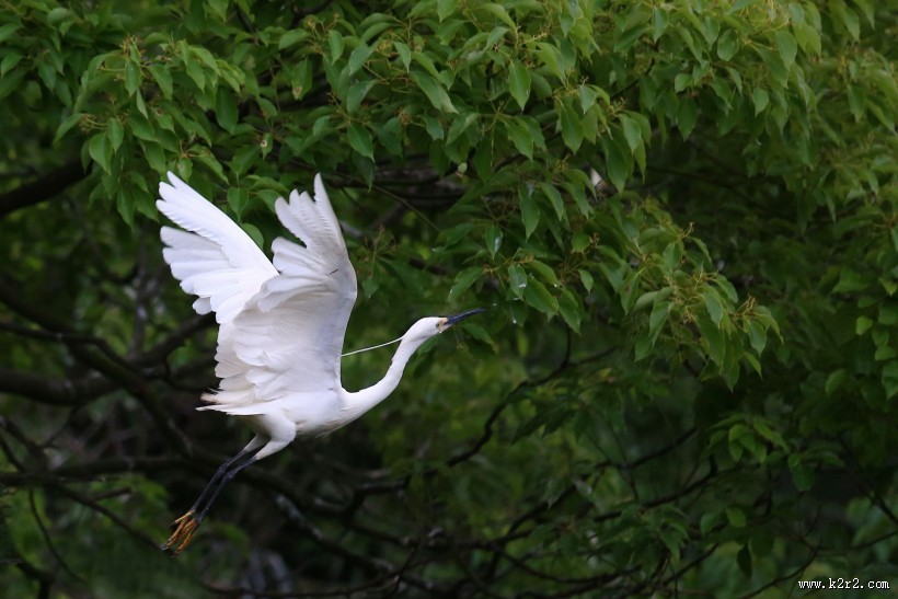 树上的白鹭图片大全