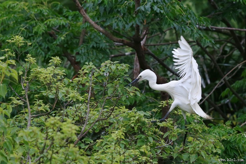 树上的白鹭图片大全