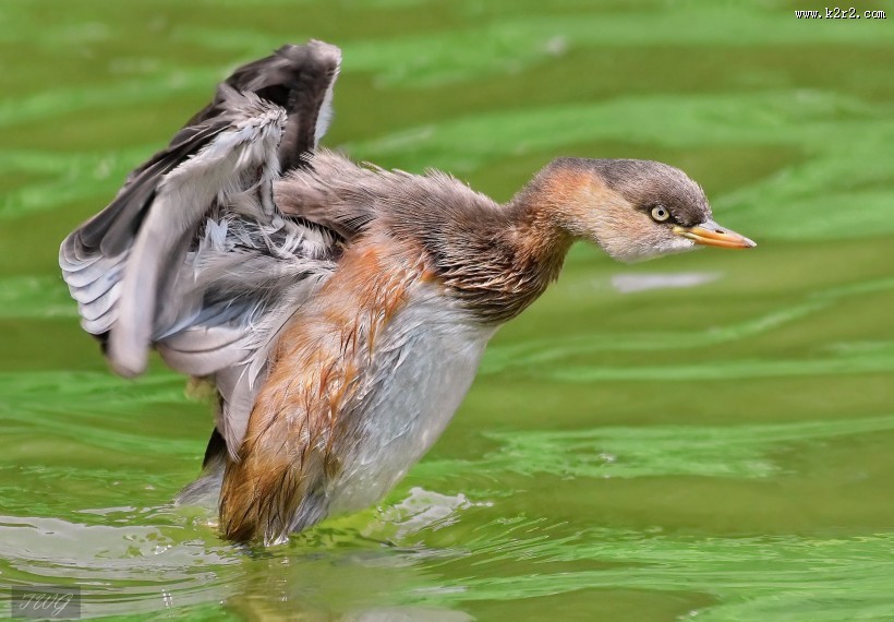 戏水的小??图片大全
