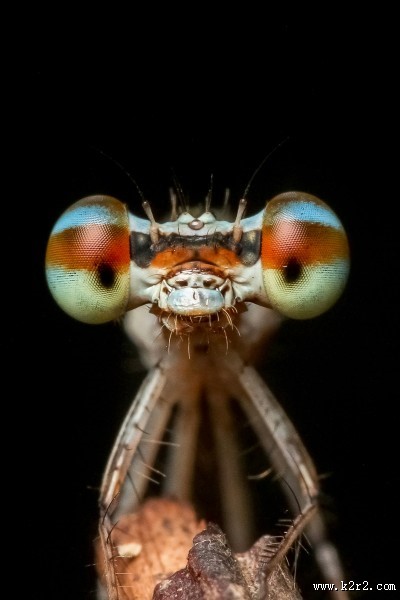 蜻蜓眼睛特写图片