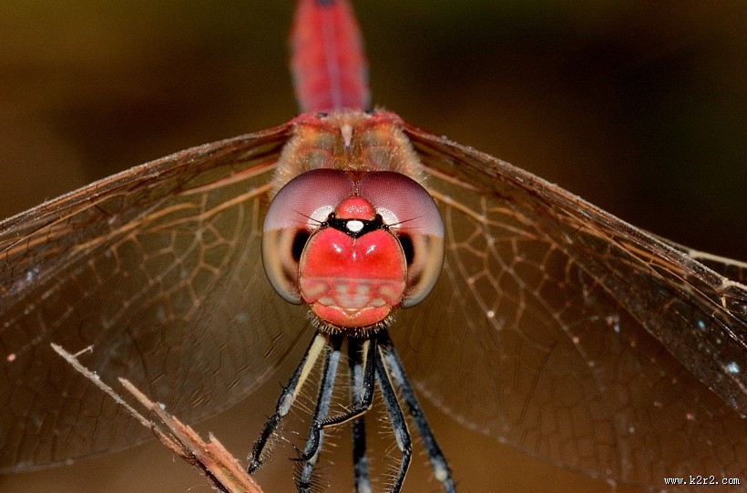 蜻蜓眼睛特写图片