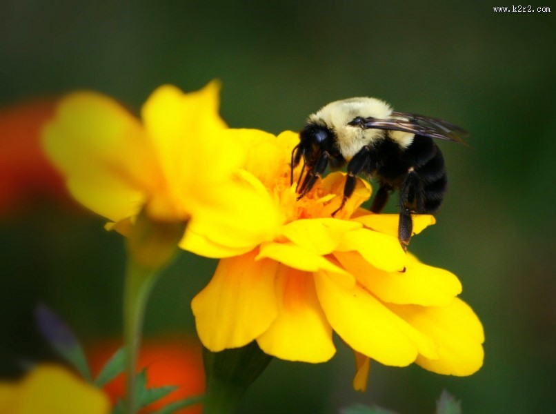 圆乎乎的熊蜂图片