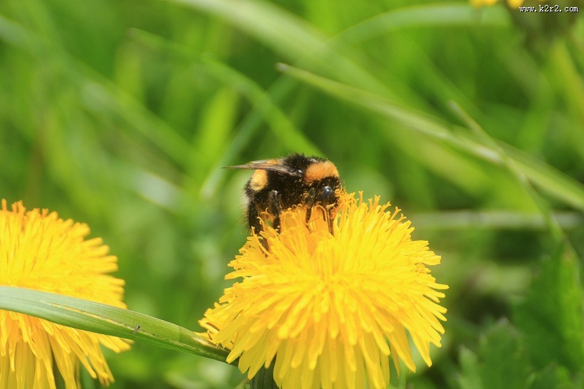 圆乎乎的熊蜂图片