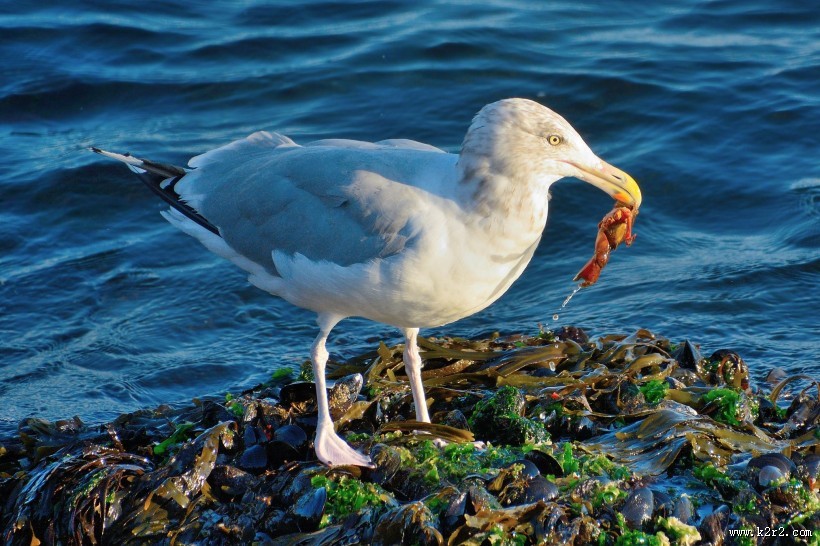 觅食的银鸥图片