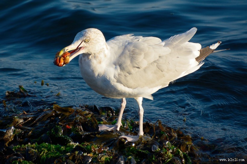 觅食的银鸥图片