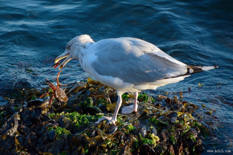 觅食的银鸥图片