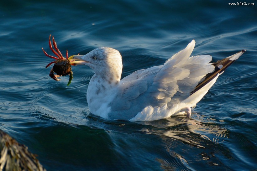 觅食的银鸥图片