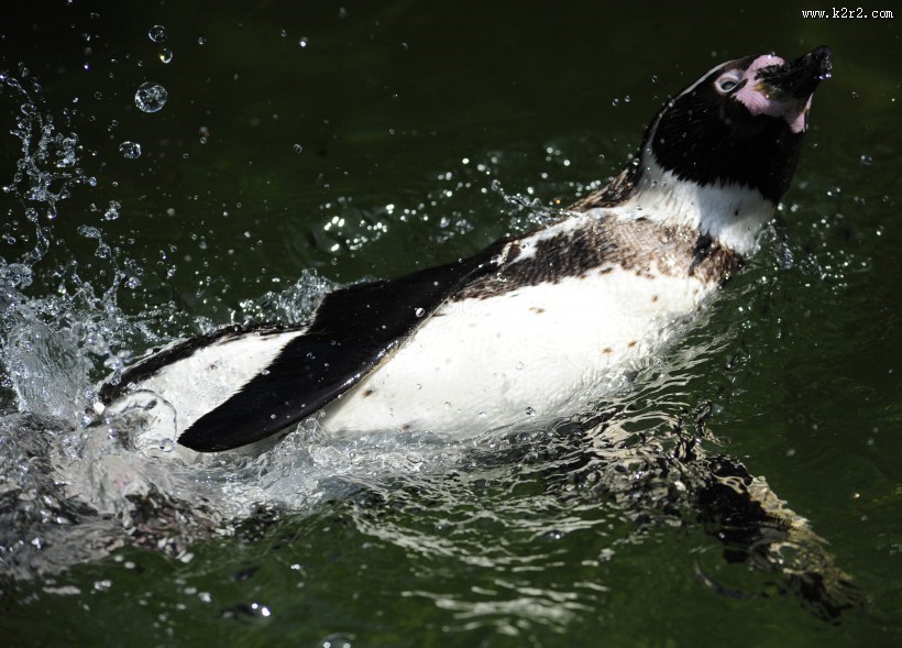 更喜温暖气候的洪堡企鹅图片
