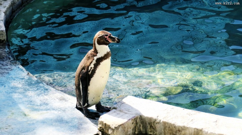 更喜温暖气候的洪堡企鹅图片