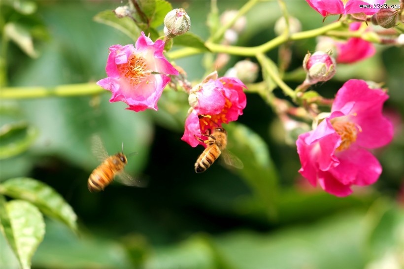 勤劳的小蜜蜂图片