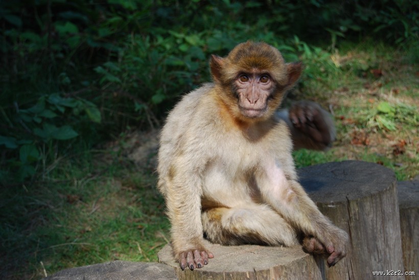 濒临灭绝的地中海猕猴图片