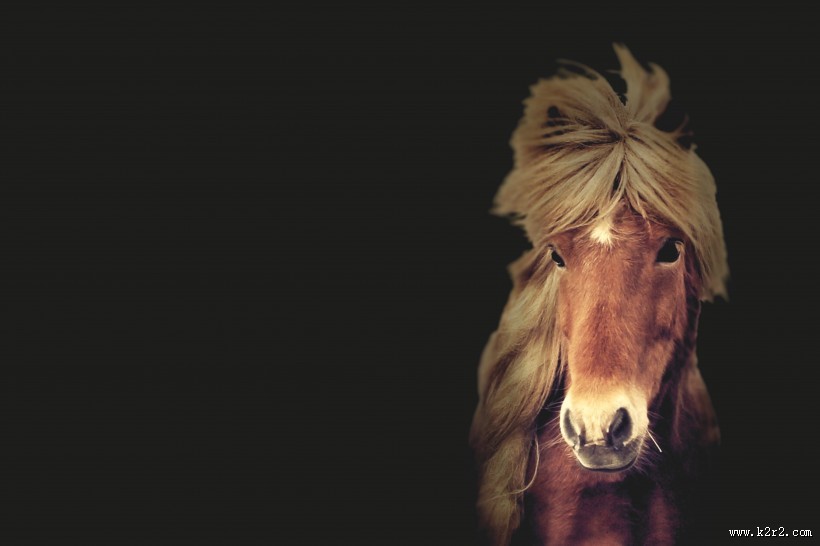 纯洁血统的冰岛马图片大全