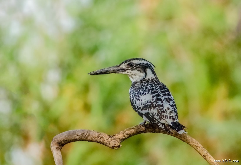 斑鱼狗鸟类图片