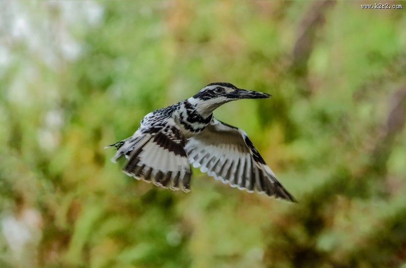 斑鱼狗鸟类图片