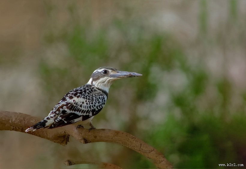 斑鱼狗鸟类图片