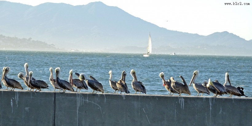 鹈鹕科的褐鹈鹕图片