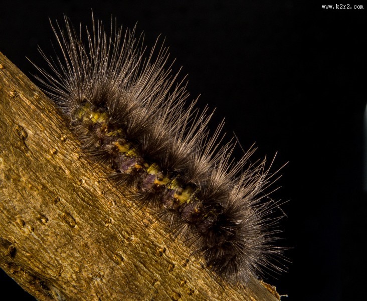 长长黑毛的毛毛虫图片