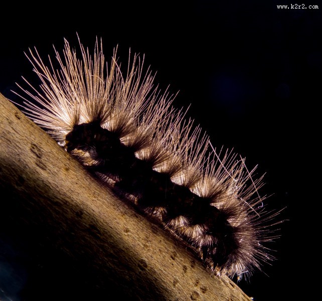 长长黑毛的毛毛虫图片