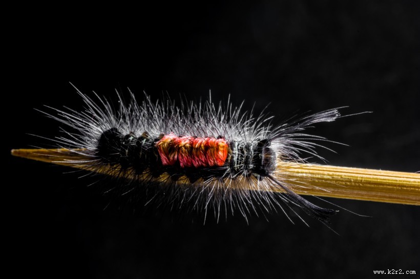 长长黑毛的毛毛虫图片