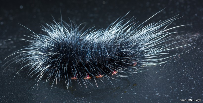 长长黑毛的毛毛虫图片