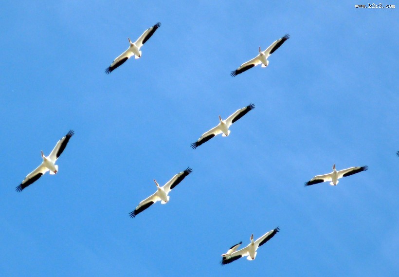 鹈鹕科——白鹈鹕图片大全